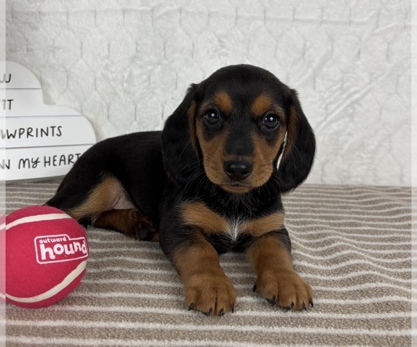 Medium Photo #1 Dachshund Puppy For Sale in GREENFIELD, IN, USA