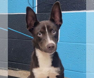 Australian Kelpie-Unknown Mix Dogs for adoption in Canton, CT, USA