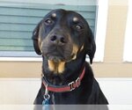 Small #2 Miniature Pinscher Mix