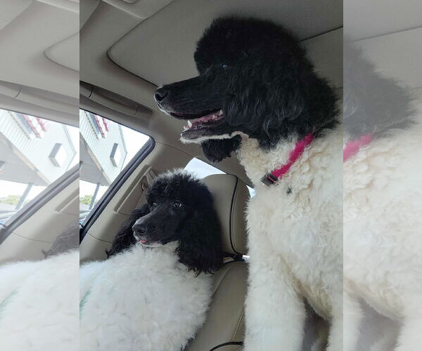 Medium Photo #9 Poodle (Standard) Puppy For Sale in Scottsboro, AL, USA