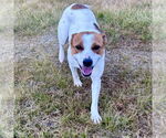 Small #3 Jack Russell Terrier Mix
