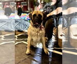 Small #3 Bullmastiff