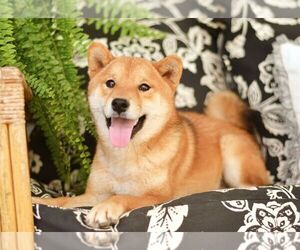 Father of the Shiba Inu puppies born on 10/24/2023