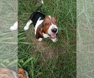 Basset Hound Puppy for sale in LEAVENWORTH, KS, USA