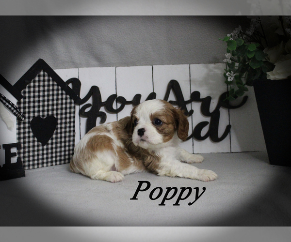 Medium Photo #10 Cavalier King Charles Spaniel Puppy For Sale in CHANUTE, KS, USA