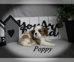 Small #9 Cavalier King Charles Spaniel