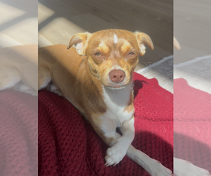 Chihuahua-Unknown Mix Dogs for adoption in Bellevue, WA, USA