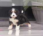 Puppy 1 Miniature Bernedoodle