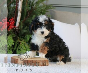 Bernedoodle (Miniature) Puppy for sale in NARVON, PA, USA