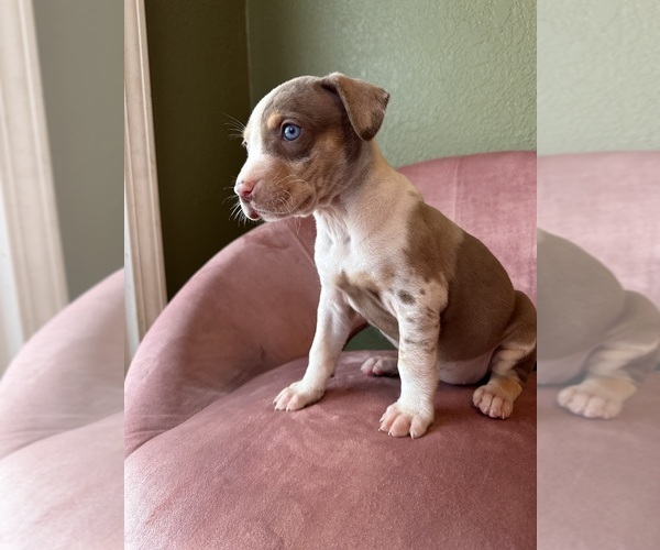 Medium Photo #5 Catahoula Leopard Dog Puppy For Sale in GERMANTOWN, IL, USA