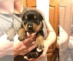 Small Photo #4 Rottweiler Puppy For Sale in EUBANK, KY, USA