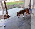 Small #3 German Shepherd Dog Mix