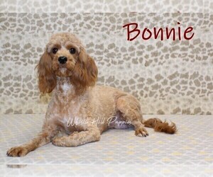 Mother of the Cavapoo puppies born on 12/11/2024