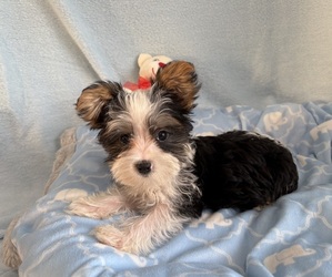 Yorkshire Terrier Puppy for sale in CENTER HILL, FL, USA