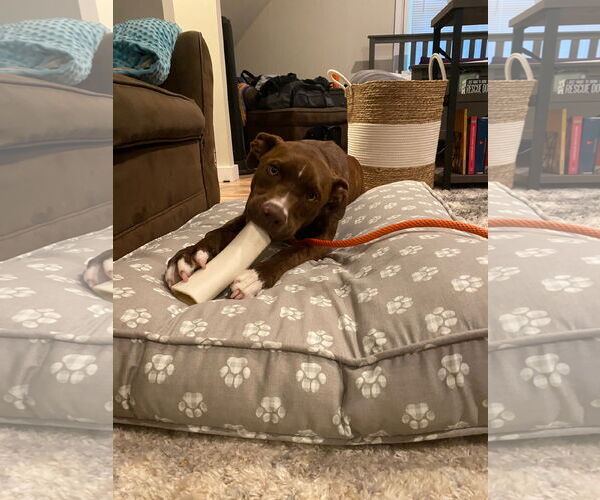 Medium Photo #22 Mutt Puppy For Sale in Rockaway, NJ, USA