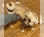 Small Photo #2 Frenchie Pug-Pug Mix Puppy For Sale in WARREN, MI, USA