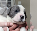 Small Photo #4 Cane Corso Puppy For Sale in FALMOUTH, VA, USA