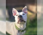 Small #21 American Pit Bull Terrier Mix