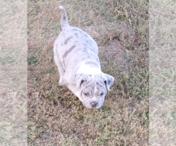 Medium Photo #8 American Bully Puppy For Sale in MARTELL, NE, USA
