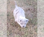 Small Photo #8 American Bully Puppy For Sale in MARTELL, NE, USA