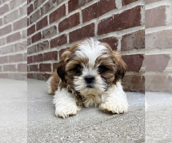Medium Photo #3 Shih Tzu Puppy For Sale in INDIANAPOLIS, IN, USA