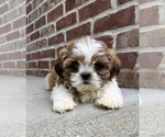 Small #2 Shih Tzu