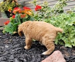 Small Photo #23 Cocker Spaniel Puppy For Sale in WITHEE, WI, USA