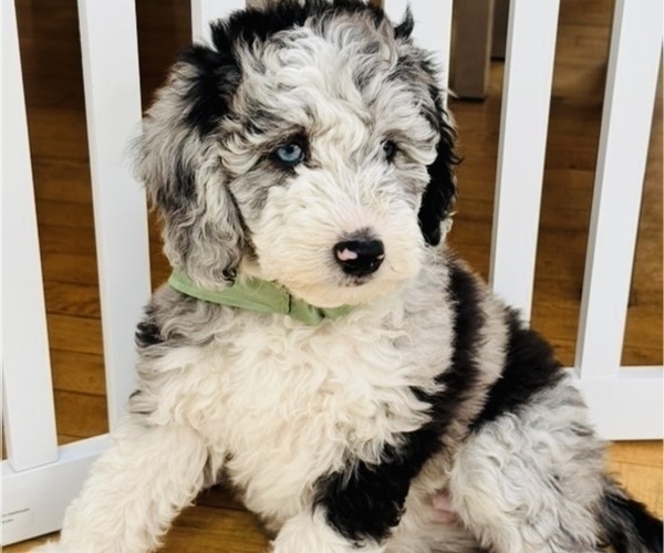 Medium Photo #135 Sheepadoodle Puppy For Sale in HUNTINGTON BEACH, CA, USA