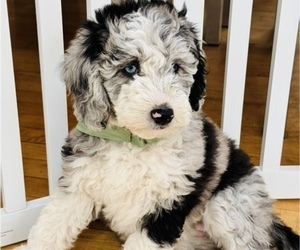 Medium Sheepadoodle