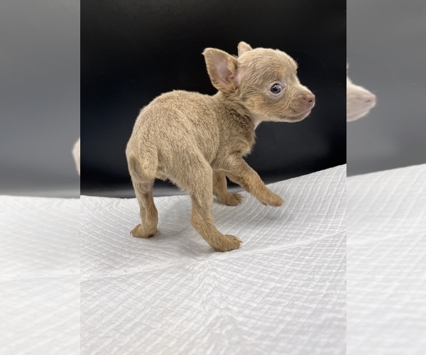 Medium Photo #12 Chihuahua Puppy For Sale in SAINT AUGUSTINE, FL, USA