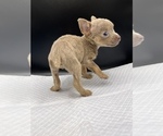 Small Photo #12 Chihuahua Puppy For Sale in SAINT AUGUSTINE, FL, USA