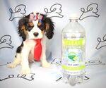 Small Photo #10 Cavalier King Charles Spaniel Puppy For Sale in LAS VEGAS, NV, USA