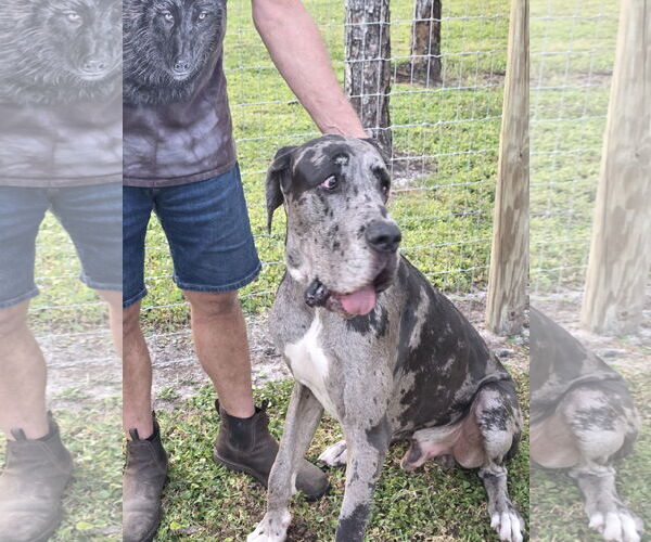 Medium Photo #2 Great Dane Puppy For Sale in Palm Beach, FL, USA