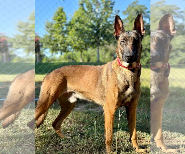 Medium Photo #1 Mutt Puppy For Sale in Stevens Point, WI, USA