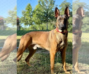 Mutt Dogs for adoption in Stevens Point, WI, USA