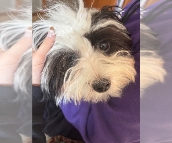 Medium Photo #5 Havanese Puppy For Sale in St. Louis Park, MN, USA