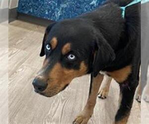 Labrador Retriever-Unknown Mix Dogs for adoption in Pearland, TX, USA