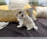 Small Photo #5 Maltipoo Puppy For Sale in LITHIA, FL, USA