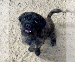 Jack Russell Terrier-Unknown Mix Dogs for adoption in East Derry, NH, USA