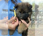 Small Photo #8 German Shepherd Dog Puppy For Sale in NEWVILLE, PA, USA