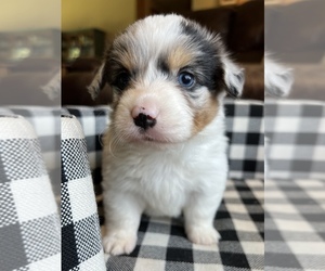 Welsh Cardigan Corgi Puppy for Sale in MOVILLE, Iowa USA