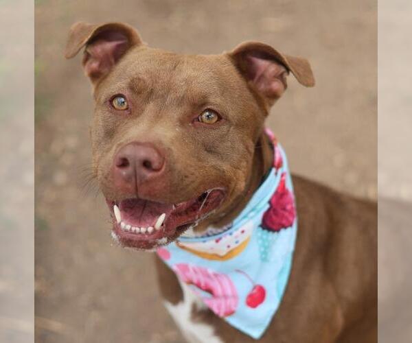 Medium Photo #1 Mutt Puppy For Sale in San Antonio, TX, USA