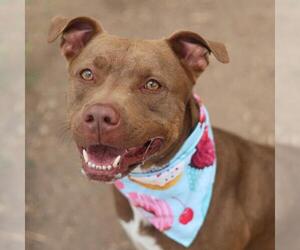 Mutt Dogs for adoption in San Antonio, TX, USA