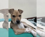 Small #3 Labrador Retriever Mix
