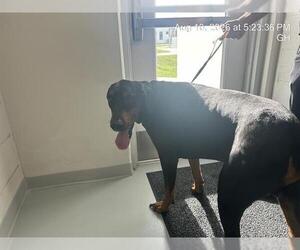 Doberman Pinscher Dogs for adoption in Ocala, FL, USA