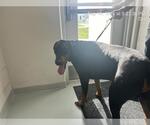 Small Doberman Pinscher