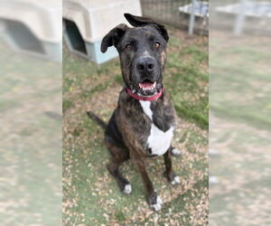 Homer - Male American Staffordshire Terrier-German Shepherd Dog Mix Dog for Adoption - Photo #4