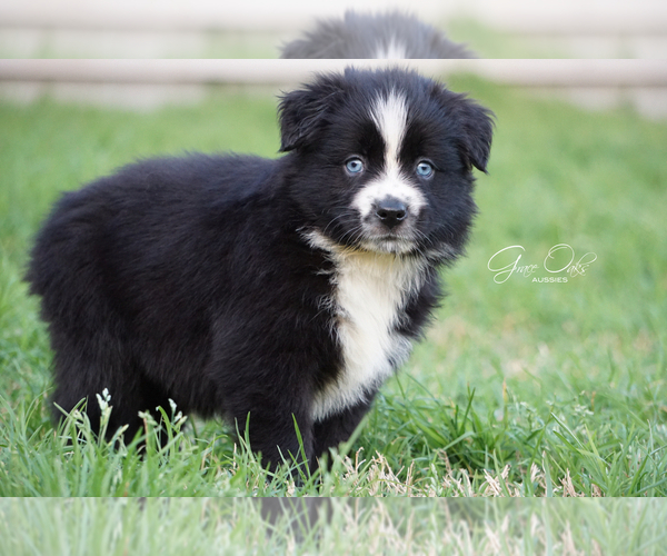 Medium Photo #2 Miniature Australian Shepherd Puppy For Sale in HOUSTON, TX, USA