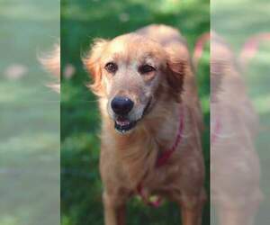 Golden Retriever Dogs for adoption in Sioux Falls, SD, USA