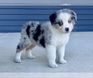 Australian Shepherd Puppy for sale in LODA, IL, USA